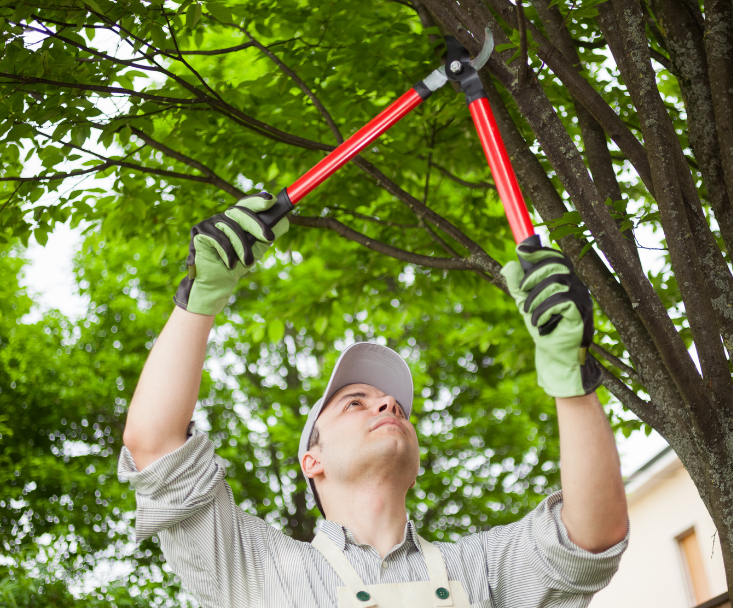 trimming low branches.webp